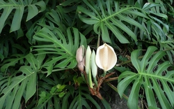 Hiện tượng trầu bà nở hoa