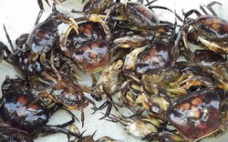 Cua đồng – món ăn dân dã quen thuộc ngày hè tốt cho xương