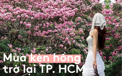Sống ở TP.HCM hơn 10 năm mới thấy mùa kèn hồng "ngang ngược" thế này, bảo sao ai cũng rần rần xách máy lên phố!