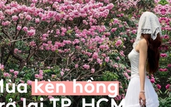 Sống ở TP.HCM hơn 10 năm mới thấy mùa kèn hồng "ngang ngược" thế này, bảo sao ai cũng rần rần xách máy lên phố!