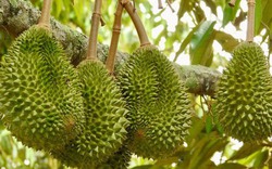 Tránh Việt Nam và Thái Lan, một đối thủ sầu riêng chọn lối đi riêng: Không chạy theo sản lượng, tập trung bán phân khúc cao cấp tại Trung Quốc