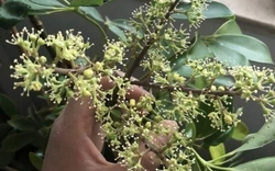 Hiện tượng cây ngũ gia bì nở hoa