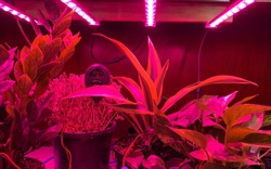 Công nghệ trồng rau ngoài vũ trụ của NASA giờ được dùng để trẻ hóa da và hồi phục cơ thể