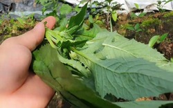 Loại rau bồi bổ cơ thể, làm mát gan: Mọc hoang đầy Việt Nam mà ít ai biết để ăn