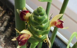 Hiện tượng gừng nở hoa
