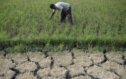 Siêu El Nino chưa từng có trong 150 năm cận kề: Nỗi lo lúa cháy khô, cá chết bỏng vì nắng nóng bủa vây hàng triệu nhà nông