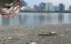 Cá chết nổi trắng góc hồ ở Hà Nội, bốc mùi nồng nặc, chính quyền nhận định nguyên nhân