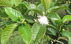 Hiện tượng cây ổi nở hoa