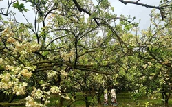 Khi cây bưởi nở hoa
