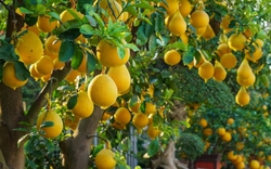 Lời khuyên đến những gia đình đang trồng cây bưởi
