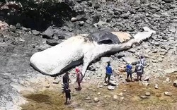 Ngư dân phát hiện xác cá voi nhà táng dài 15 mét trôi dạt vào bờ biển