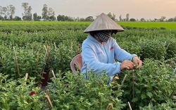 Loài cây tưởng chỉ trưng cho đẹp, ai ngờ còn là thuốc quý được Mỹ đánh giá cao: Người Việt dùng nhiều mà ít biết
