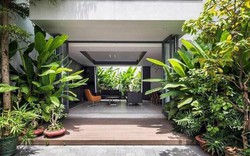 5 loại cây không nên trồng trước cửa nhà: Cây càng xanh tốt nhà càng suy