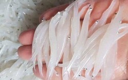"Ngọc trong nước" độc nhất ở sông Đà, cực bổ dưỡng người già và trẻ nhỏ đều thích