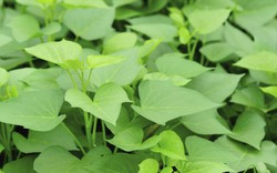 2 điều tuyệt đối nên tránh khi ăn rau lang