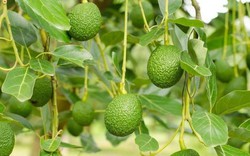 Loại quả quen thuộc cụ ông 125 tuổi ăn mỗi sáng, ở Việt Nam trồng bạt ngàn