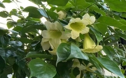 4 lời khuyên dành cho các gia đình đang trồng cây hạnh phúc