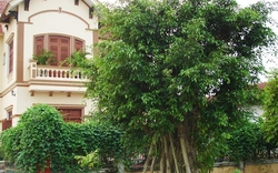 4 loại cây cản tài lộc, không nên trồng trong nhà