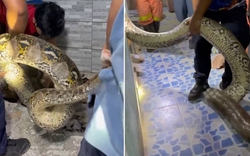 Bắt sống trăn khổng lồ dài 5 mét, nặng 30kg ẩn nấp trong ký túc xá