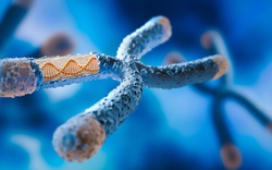 Một lỗi DNA có thể biến chuột cái thành đực: Hy vọng cho con người