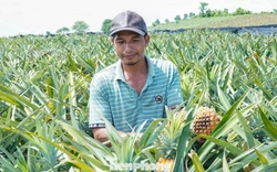 Buốt ruột nhìn ruộng dứa chín la liệt, không ai mua