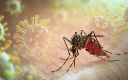Sốt xuất huyết Dengue phá vỡ quy luật cũ: Ghi nhận hơn 50.000 ca mắc trong 5 tháng đầu năm 2026, xuất hiện nhiều ca nặng
