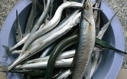 Loại cá có tên "hờn cả thế giới", trả cao nhiều ngư dân vẫn không bán: Siêu giàu omega-3, thịt cực ngọt và thơm ngon