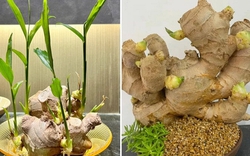 Vì sao nhiều gia đình thích trồng gừng quanh nhà?