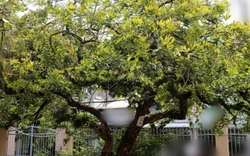 Người xưa dặn: Nhà có 5 cây này, không chỉ đẹp sang, càng trồng càng may mắn, bảo sao người giàu thích mê