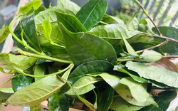 Phát hiện hoạt chất giúp hạ huyết áp và giảm nguy cơ ung thư trong loại lá nhiều người Việt uống mỗi ngày