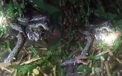 Người phụ nữ bị trăn dài 7,8m nuốt sống: Thi thể mắc kẹt trong miệng con vật, khi chồng kéo ra đã tử vong