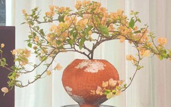 Lời khuyên cho người muốn trồng hoa giấy bonsai trong nhà