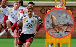 Kinh hoàng ở World Cup: Tuyển Đức hoảng sợ không dám tập luyện vì gặp rắn độc