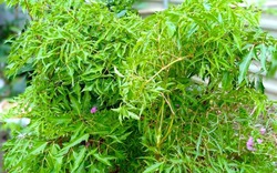 Ít ai ngờ loại cây quen thuộc với người Việt lại có hoạt chất tương tự nhân sâm