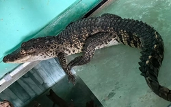 Cá sấu dài cả mét đi lạc vào nhà dân ở Huế