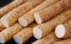 Tác dụng của củ mài tươi với sức khỏe