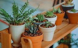 5 loại cây không nên trồng trong nhà