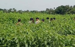 Phát hiện 6,2 tỷ đồng tiền mặt chôn trên cánh đồng đay