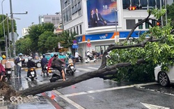 TPHCM: Cây xanh bật gốc giữa cơn mưa lớn, đè trúng 2 ô tô