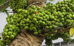 Hiện tượng cây sung nở hoa