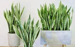 4 lời khuyên dành cho các gia đình đang trồng cây lưỡi hổ