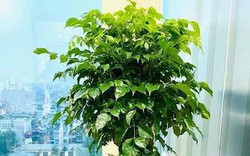 6 loại cây mang lại vận may, nên trồng ở ban công