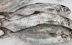 Loài cá nghe tên "ngượng đỏ mặt" - Đặc sản độc đáo bổ dưỡng với giá đắt đỏ vẫn được "săn lùng"