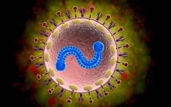 Bác sĩ Bạch Mai cảnh báo: 1 loại virus nhiều người tưởng chỉ trẻ em mới mắc, người già nhiễm dễ viêm phổi, suy hô hấp