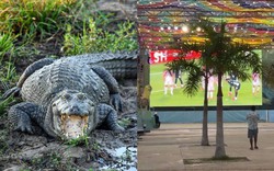 Trớ trêu: Khu xem World Cup miễn phí ế ẩm vì nằm giữa... đầm lầy cá sấu, muốn vào phải đi bộ qua vùng từng có cá sấu tấn công người