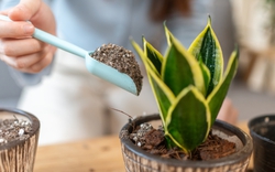 5 điều nhất định phải biết trước khi trồng cây lưỡi hổ trong nhà: Điều cuối cùng đặc biệt quan trọng