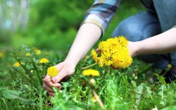 Phát hiện khả năng "tiêu diệt" tế bào ung thư cực đỉnh của loại rau mọc dại đầy Việt Nam