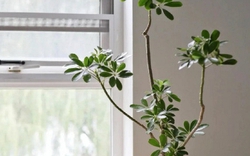 Người thông minh trồng cây không chọn bừa: Chỉ giữ 4 loại này trong nhà, lợi ích nhiều người chưa biết
