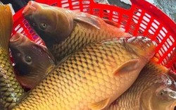 Loại cá giàu protein, giúp kéo dài tuổi thọ ở người cao tuổi