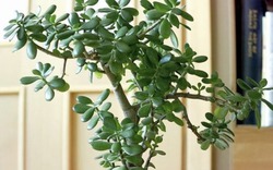 3 loại cây đặt trong nhà có thể sống trăm năm: Được xem như "báu vật" để lại cho con cháu